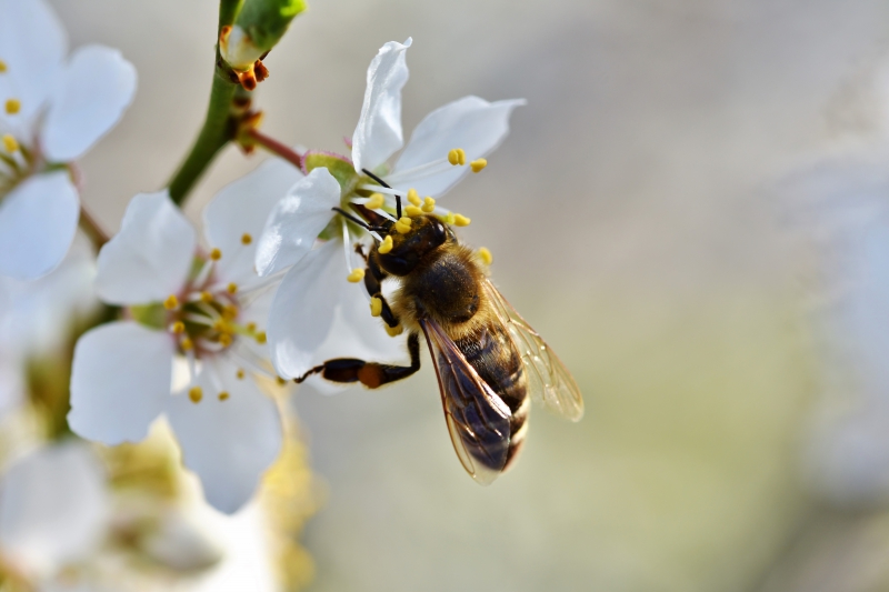 jardinerie-LA MARTRE-min_bee-4092986